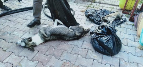 Antalya'da barınakta birçok köpek ölü halde bulundu