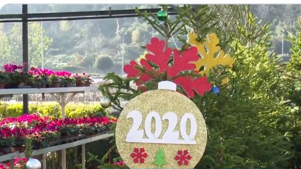 İBB yılbaşı için çam ağacı satışına başladı