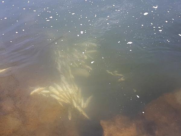 d Kaçak avcılar suya jeneratörle elektrik verdi, balıklar öldü