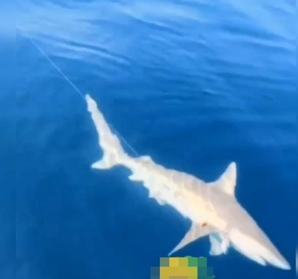 i Akdeniz Körfezi'nde köpek balığı ve fok heyecanı