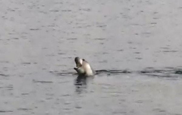 i Akdeniz Körfezi'nde köpek balığı ve fok heyecanı