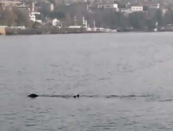 i Akdeniz Körfezi'nde köpek balığı ve fok heyecanı