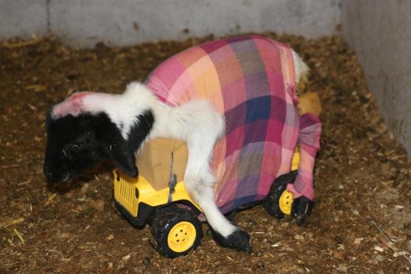 d Yavru kuzu oyuncak kamyon yardımıyla beslenmeye başladı