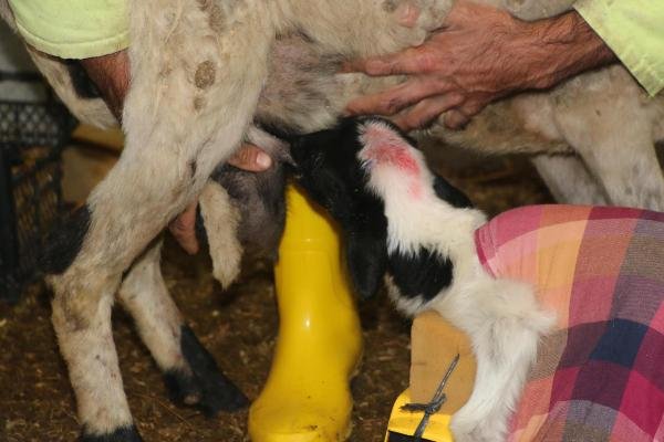d Yavru kuzu oyuncak kamyon yardımıyla beslenmeye başladı