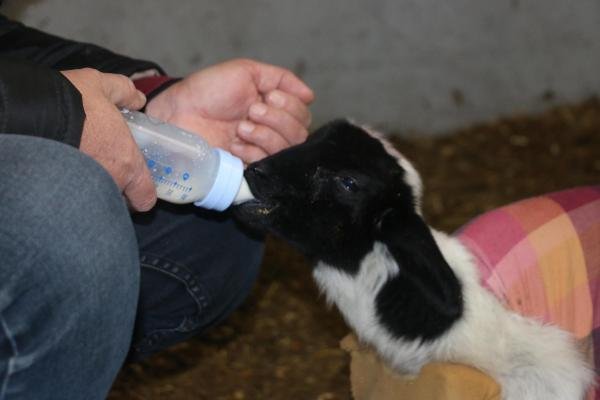 d Yavru kuzu oyuncak kamyon yardımıyla beslenmeye başladı