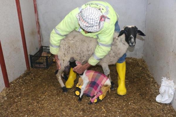 d Yavru kuzu oyuncak kamyon yardımıyla beslenmeye başladı