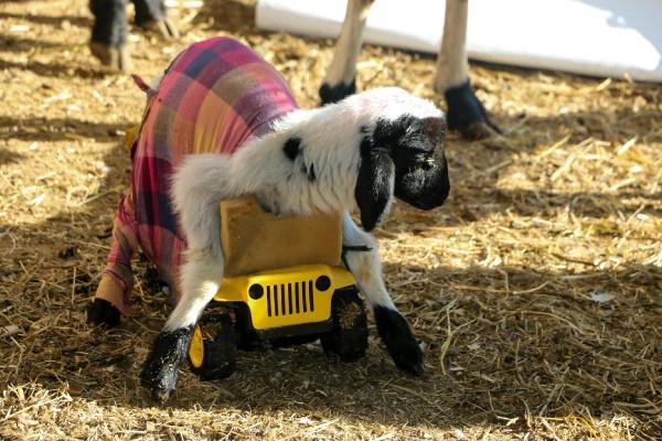 d Yavru kuzu oyuncak kamyon yardımıyla beslenmeye başladı