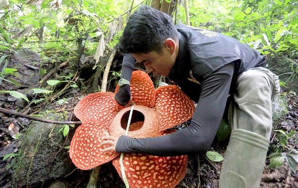 Dünyanın en büyük çiçeği: 111 santimetre çapında