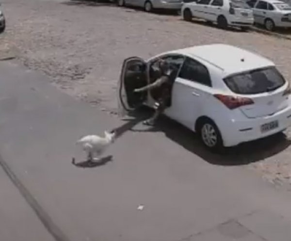 Brezilya'da terk edilen köpek