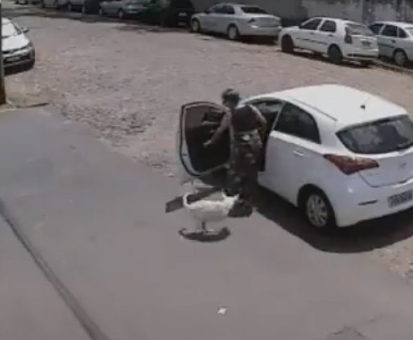 Brezilya'da terk edilen köpek