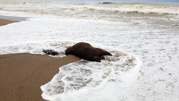 Antalya'da ölü at kıyıya vurdu
