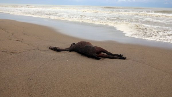 Antalya'da ölü at kıyıya vurdu