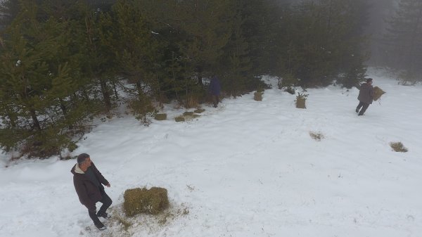 i Sinop'ta yabani hayvanlar kara kışta unutulmadı