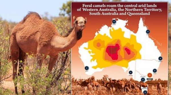 Avustralya'da 10 bin yabani deve vurulacak
