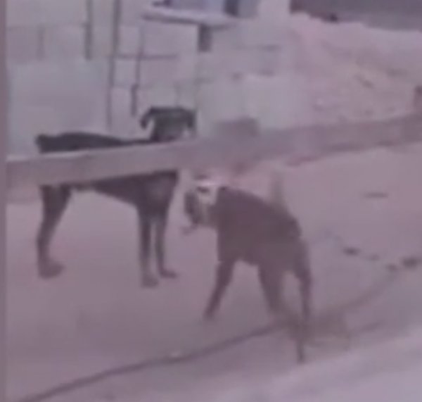 İki köpeğin komik kavgası