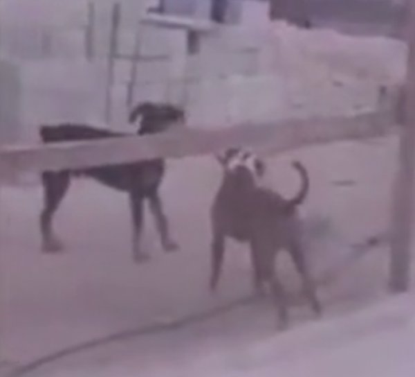 İki köpeğin komik kavgası