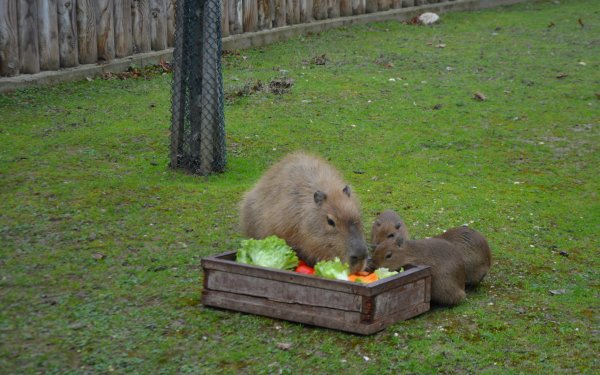 Yeni doğan 3 kapibara hayvanat bahçesinin maskotu oldu