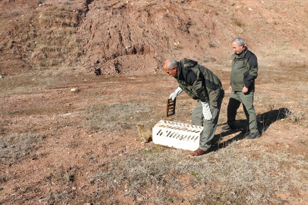 Siirt'te tuzağa yakalanan yaban kedisi