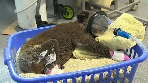 Yangından kurtulan koala, su içerken boğularak öldü