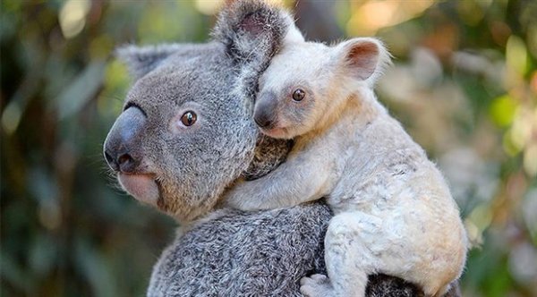 Yangından kurtulan koala, su içerken boğularak öldü