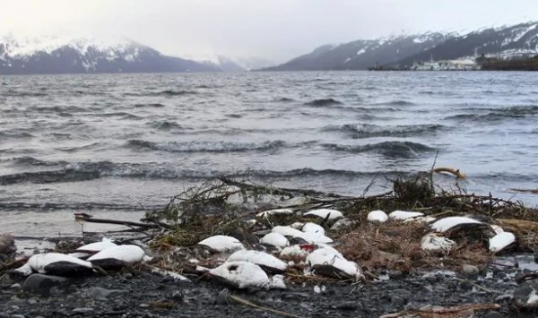 Okyanustaki sıcak su yüzünden 1 milyon kuş öldü