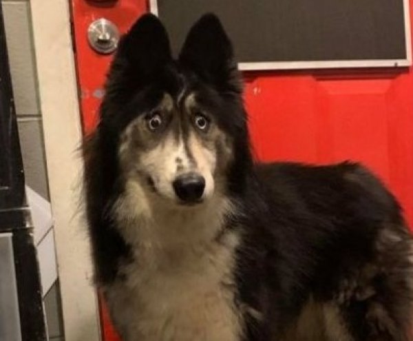 Gözleri tuhaf diye barınağa bırakılan köpeğe 150 talip