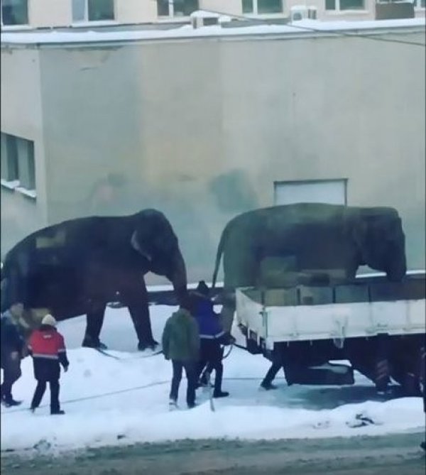Rusya'da 2 fil sirkten kaçtı