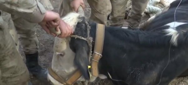 Depremden etkilenen hayvanlara da yardım gitti