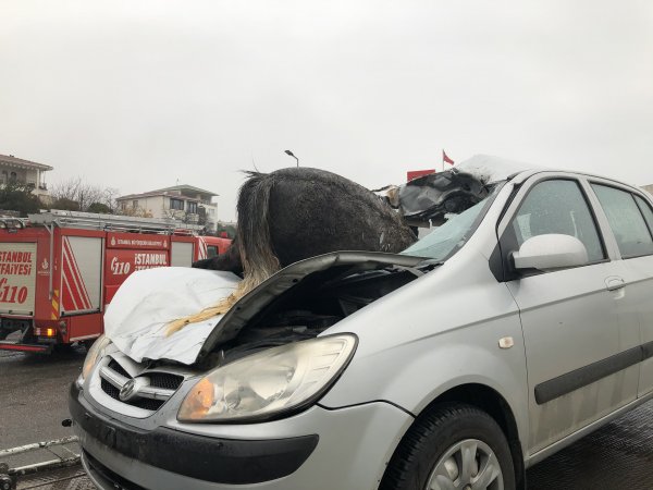 i İstanbul’da korkunç kaza: 3 at telef oldu