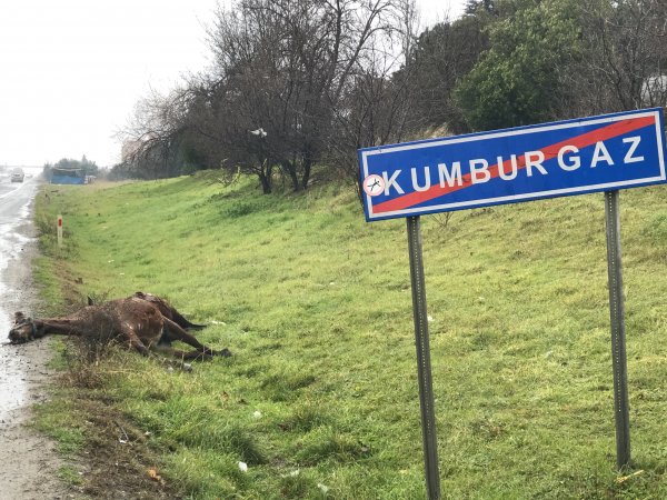 i İstanbul’da korkunç kaza: 3 at telef oldu