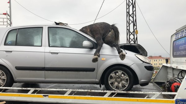 i İstanbul’da korkunç kaza: 3 at telef oldu