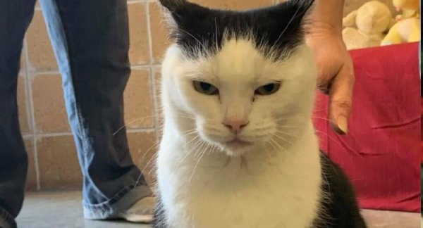 'Dünyanın en kötü kedisi' yeni sahibini arıyor