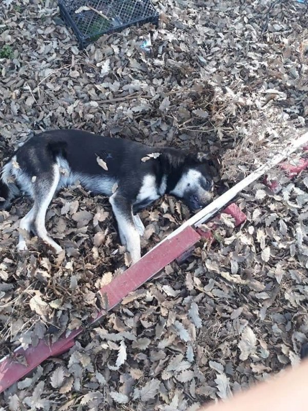 i Çanakkale'de 20 köpek zehirlendi