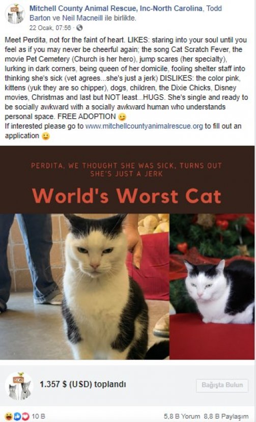 'Dünyanın en kötü kedisi' yeni sahibini arıyor
