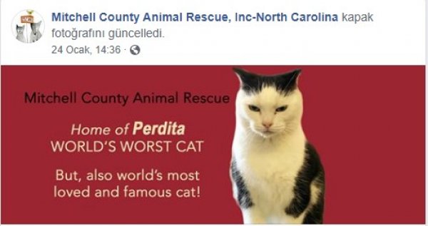 'Dünyanın en kötü kedisi' yeni sahibini arıyor