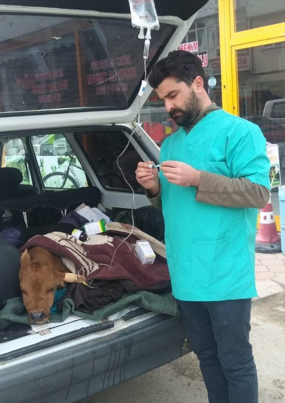 Tokatlı çiftçi buzağısını bagajda veterinere götürdü