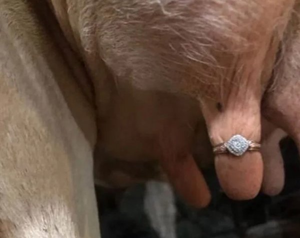 Çiftçiden tepki çeken evlilik teklifi