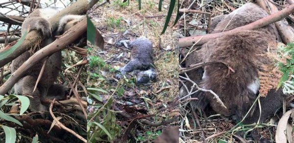 Avustralya'da koala katliamı