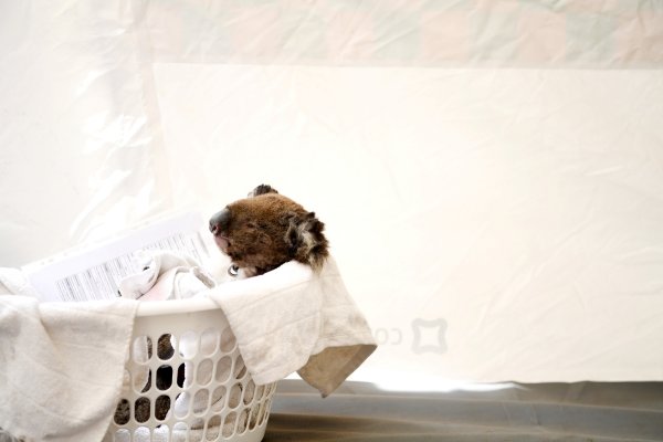 Avustralya'da koala katliamı