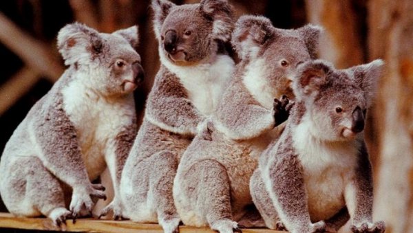 Avustralya'da koala katliamı