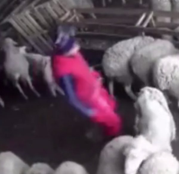 Çiftçinin açığını kollayıp intikam alan koyun