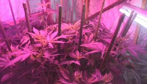 Villada uyuşturucu yetiştiren şüpheli gözaltına alındı