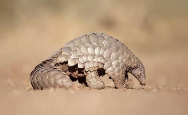 Çin, koronavirüsün kaynağını araştırıyor