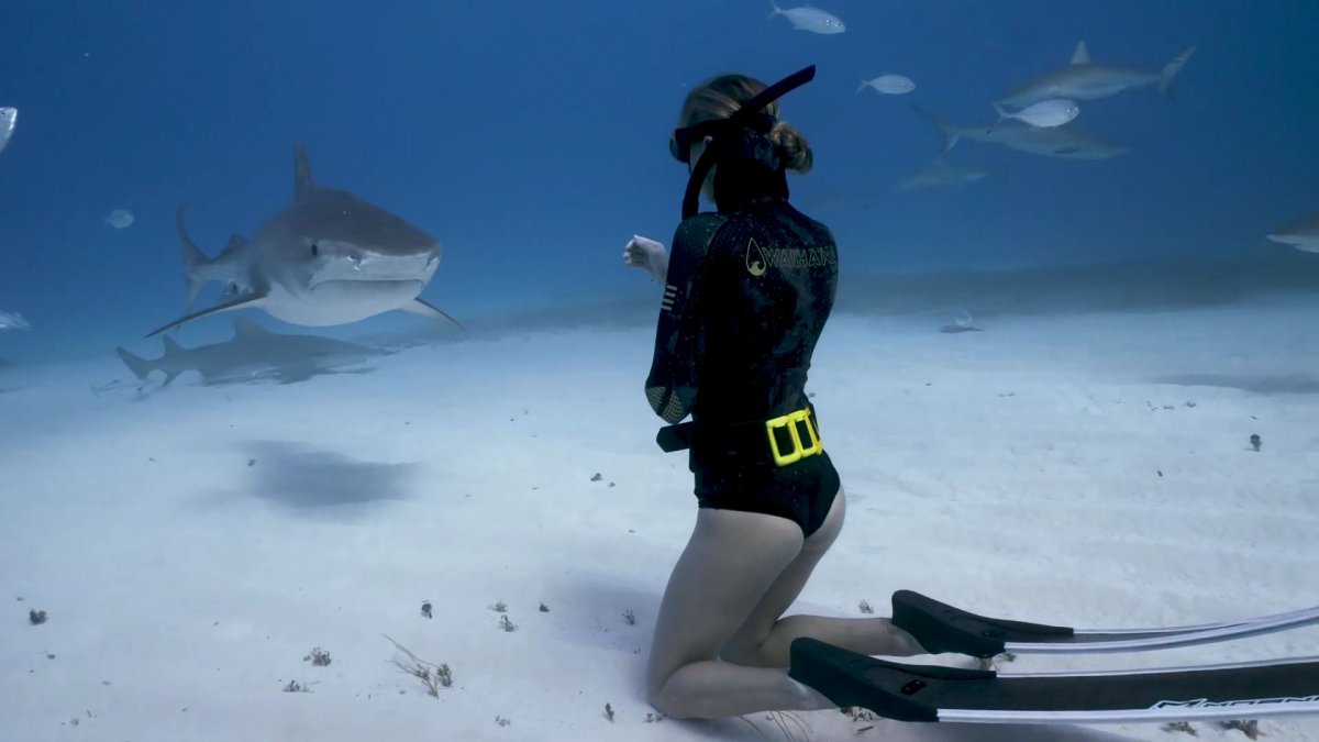 Köpek balığıyla tehlikeli yakınlaşma