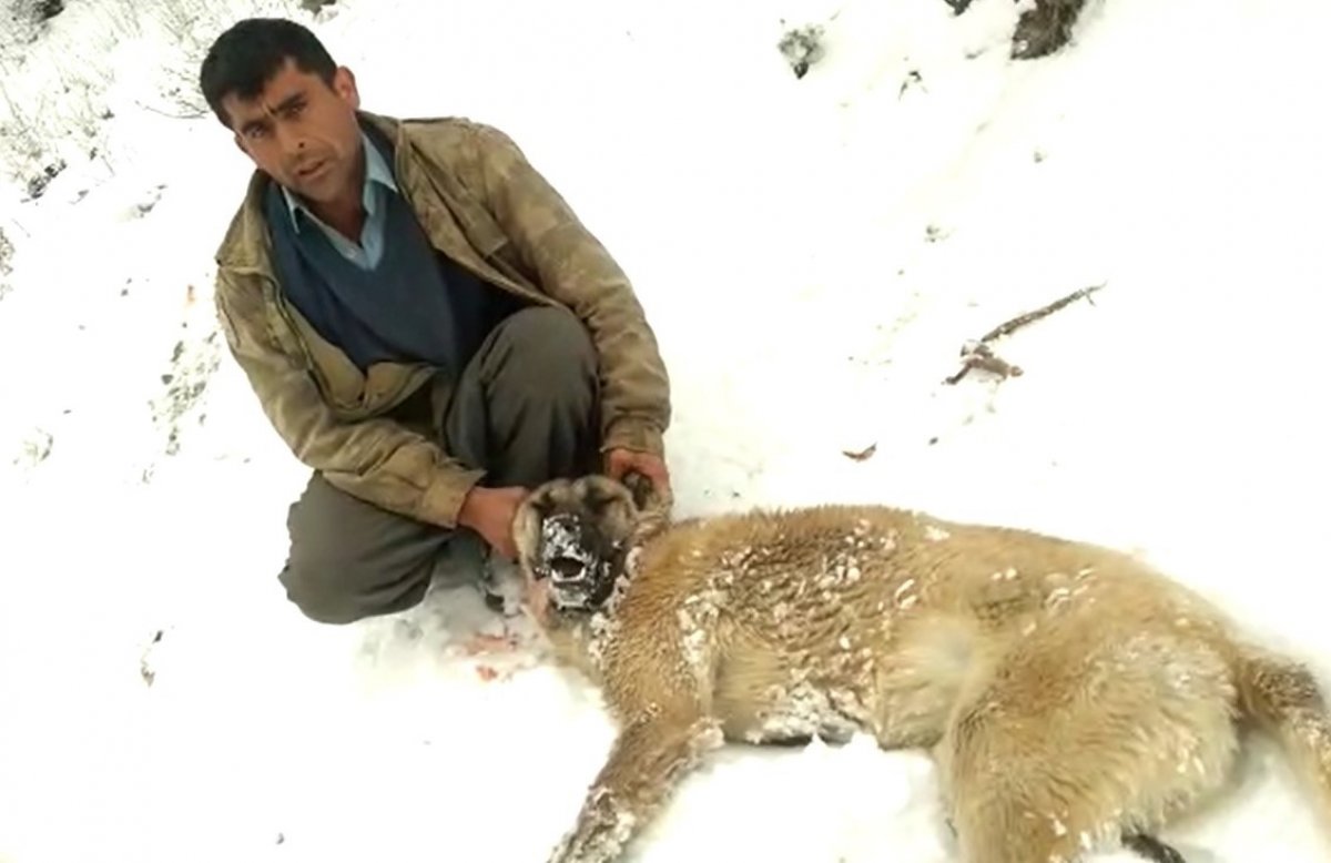 Kahramanmaraş'ta köpek ve vahşi hayvanlar zehirlendi
