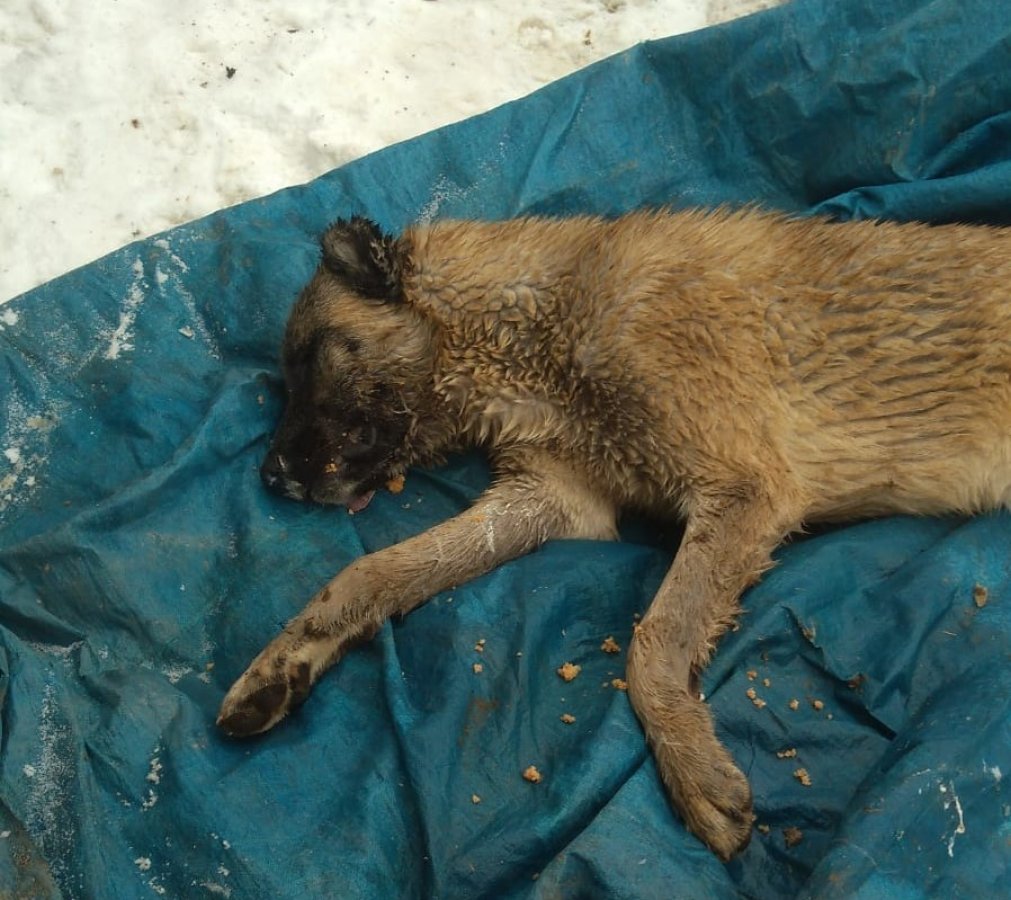 Kahramanmaraş'ta köpek ve vahşi hayvanlar zehirlendi