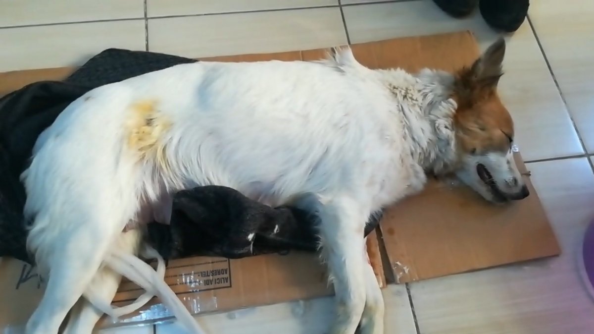 i Samsun'da bir kişi 7 yavrulu anne köpeği taşla öldürdü