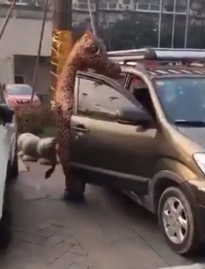 Koronavirüsten zürafa kostümüyle korunmaya çalışan Çinli