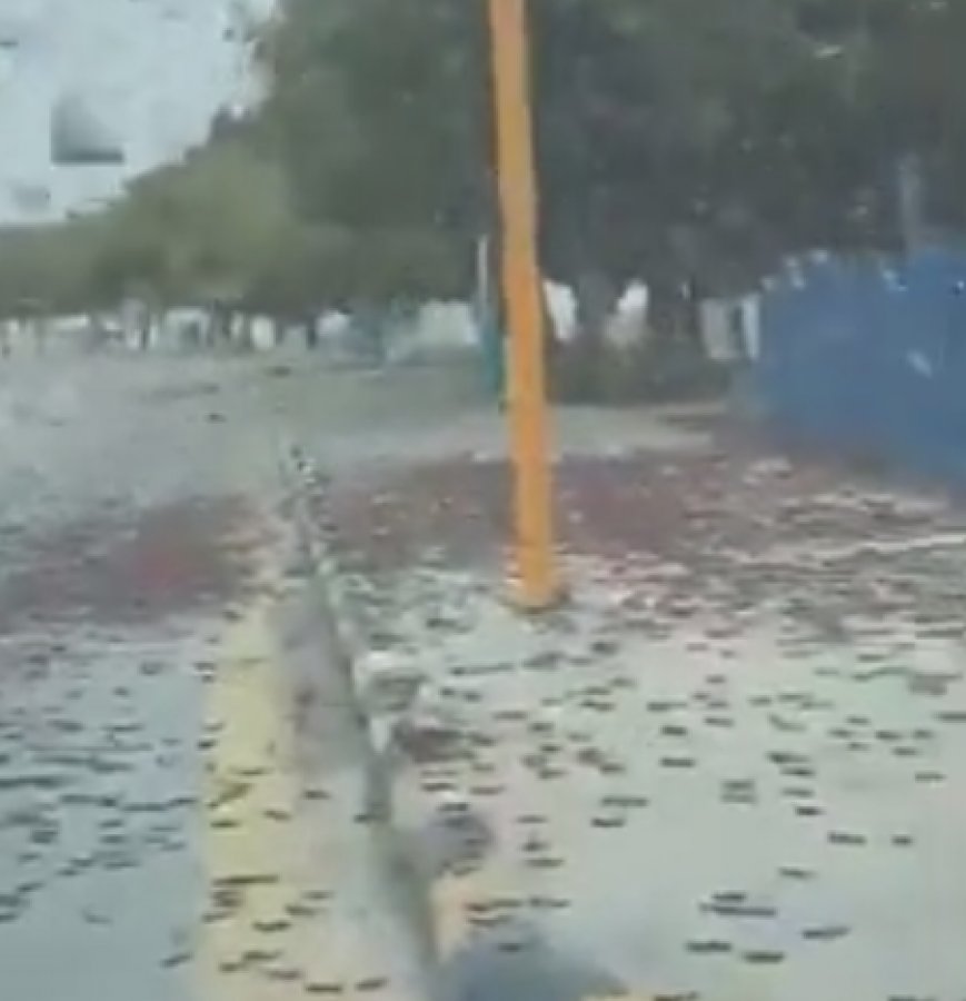 Suudi Arabistan'da çekirge istilası