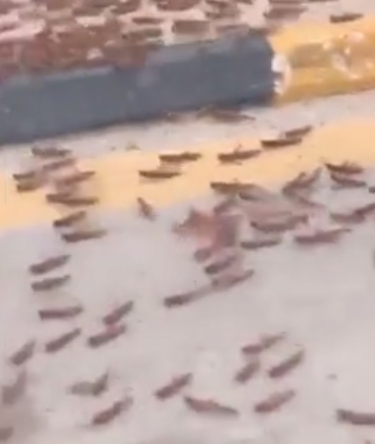 Suudi Arabistan'da çekirge istilası